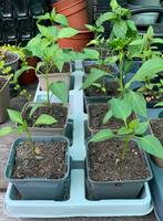 Te koop peper plantjes, Tuin en Terras, Planten | Tuinplanten, Ophalen