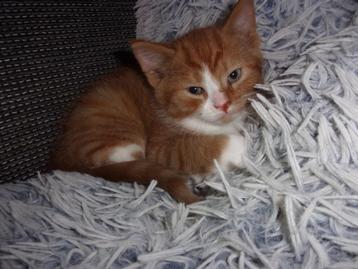 lieve rode kater kitten katertje  beschikbaar voor biedingen