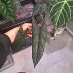 ACTIEPRIJS Alocasia scalprum (2), Ophalen of Verzenden, Halfschaduw, Minder dan 100 cm