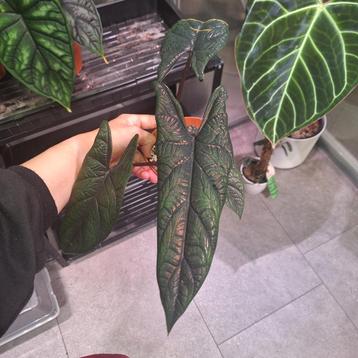 ACTIEPRIJS Alocasia scalprum (2) beschikbaar voor biedingen