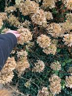 Pluim Hortensia. Tuinplant., Ophalen, Overige soorten, Halfschaduw