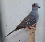 Diamantduif doffer 2025, Dieren en Toebehoren, Mannelijk, Tropenvogel