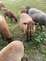Solognote ramlammen, Dieren en Toebehoren, Schapen, Geiten en Varkens, Vrouwelijk, Schaap