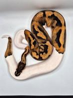 1.1 Nr manderin pied + Leo jigsaw het pied, Slang, 0 tot 2 jaar