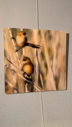 Mooie foto aan de muur in acrylglas 40x40, Ophalen, Minder dan 50 cm, Oorspronkelijke maker, Nieuw