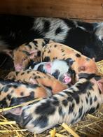 Kune Kune biggen te koop, Dieren en Toebehoren, Schapen, Geiten en Varkens, Meerdere dieren, Varken, 0 tot 2 jaar