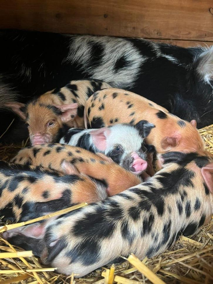 Kune Kune biggen te koop, Dieren en Toebehoren, Schapen, Geiten en Varkens, Varken, Meerdere dieren, 0 tot 2 jaar