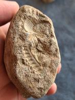 Amoniet , vindplaats Isle of Skye , schotland, Ophalen of Verzenden, Mineraal