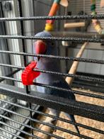 Jonge Halsbandparkiet Violet, Dieren en Toebehoren, Geslacht onbekend, Parkiet, Geringd
