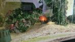 Free aquarium fish in Amsterdam center, Dieren en Toebehoren, Vissen | Aquariumvissen, Vis, Zoetwatervis