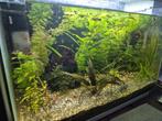 Superfish Home 60 aquarium compleet, Dieren en Toebehoren, Vissen | Aquaria en Toebehoren, Ophalen, Zo goed als nieuw, Gevuld zoetwateraquarium