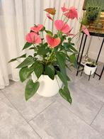 Prachtige Anthurium plant met roze bloemen, Ophalen, Zo goed als nieuw, Binnen