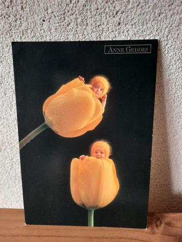 Anne Geddes Ansichtkaart Kaart Gele Tulpen beschikbaar voor biedingen