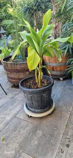 Plantentrolly boomtrolly 42 en 52 cm 💪360KG💪, Tuin, Kunststof, Minder dan 60 cm, Rond
