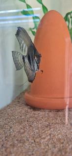 Mooie zebra pinoy green maanvis, Dieren en Toebehoren, Vissen | Aquariumvissen, Vis