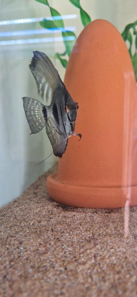 Mooie zebra pinoy green maanvis, Dieren en Toebehoren, Vissen | Aquariumvissen, Vis