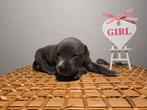 Stafford/bully puppy's zoeken een goud mandje, CDV (hondenziekte), 8 tot 15 weken, Meerdere, Meerdere dieren