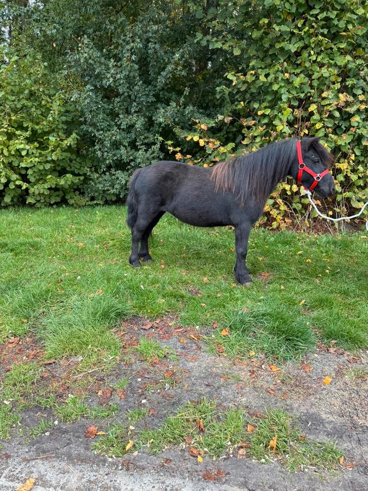 Super lieve mooie grote maat stamboek shetlander merrie., Dieren en Toebehoren, Pony's, Ruin, A pony (tot 1.17m), Recreatiepony