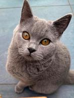 Raszuiver Britse Korthaar Kittens 🐾 1 nog beschikbaar🐈‍⬛, Dieren en Toebehoren, Katten en Kittens | Raskatten | Korthaar, Meerdere dieren
