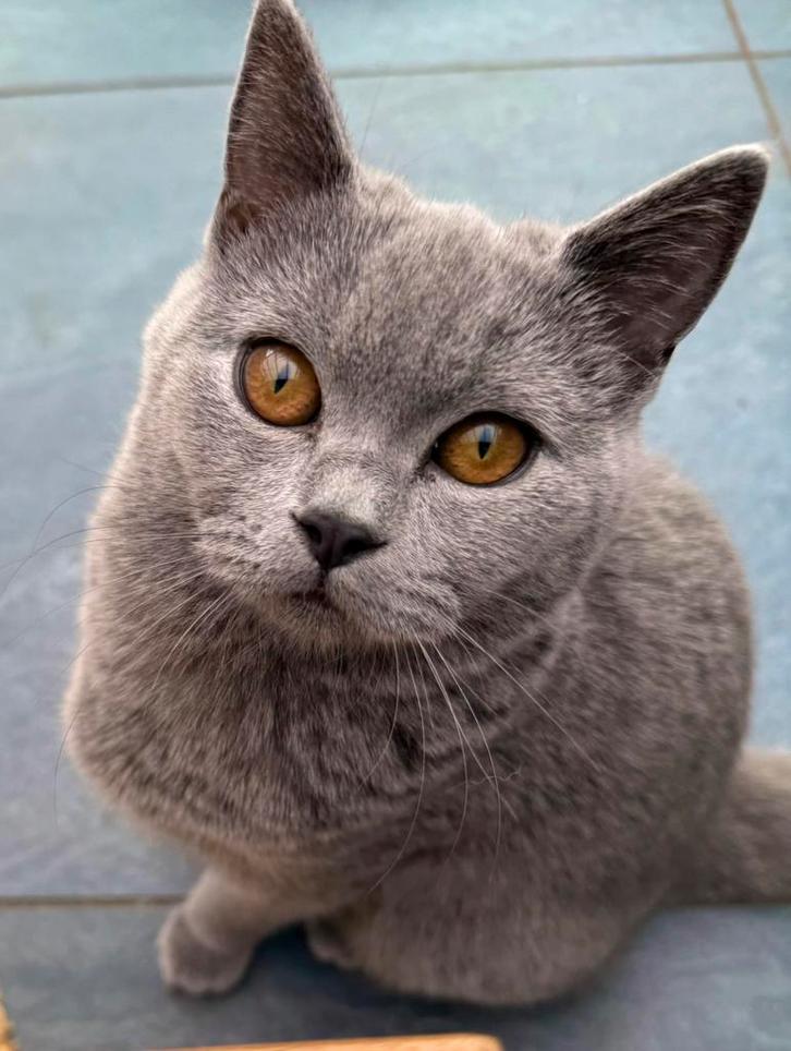 Raszuiver Britse Korthaar Kittens 🐾 1 nog beschikbaar🐈‍⬛, Dieren en Toebehoren, Katten en Kittens | Raskatten | Korthaar, Meerdere dieren