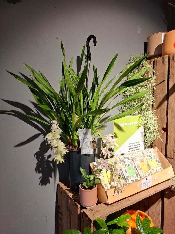 Cymbidium (orchidee), Huis en Inrichting, Kamerplanten, Overige soorten, Minder dan 100 cm, Bloeiende kamerplant, Halfschaduw