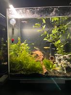 Guppy’s gezocht voor dit aqarium gratis of ik koop ze gewoon, Dieren en Toebehoren, Vissen | Aquaria en Toebehoren, Ophalen