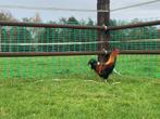Mooie jonge haan, Dieren en Toebehoren, Pluimvee, Mannelijk, Kip