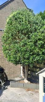Olijbbomen, Tuin en Terras, Planten | Bomen, Bloeit niet, Olijfboom, 400 cm of meer, Ophalen