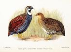GEZOCHT: blauwe kwartel (Synoicus adansonii), Dieren en Toebehoren, Vogels | Overige Vogels, Mannelijk
