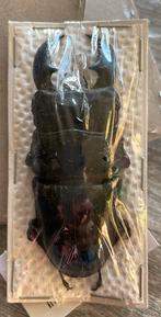 Kever, Dieren en Toebehoren