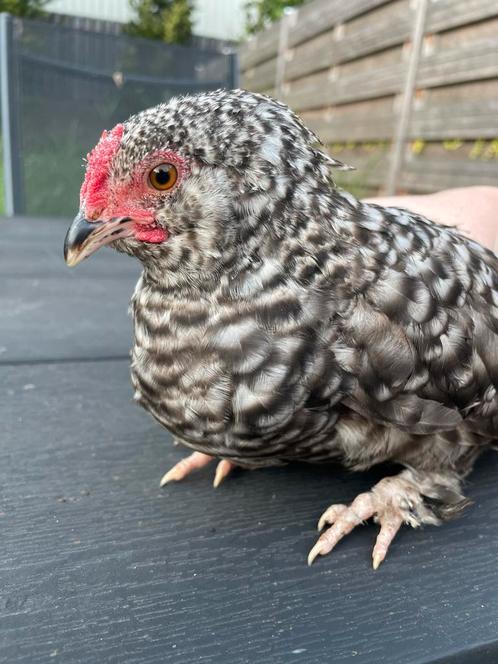 Kriel kuiken Antwerpse baardkriel sabelpoot kriel, Dieren en Toebehoren, Pluimvee, Kip, Geslacht onbekend