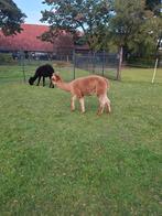 Alpaca merrie, Dieren en Toebehoren, Juni, Vrouwelijk