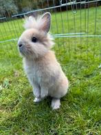 Konijntje te koop, Dieren en Toebehoren, Konijnen, Mannelijk, Dwerg