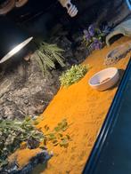 Terrarium s te koop, Dieren en Toebehoren, Reptielen en Amfibieën | Toebehoren, Ophalen, Zo goed als nieuw, Terrarium of Paludarium