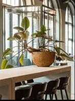 Pottery Pots bloempot bruin - Nieuw (3 stuks), Rond, Minder dan 40 cm, Aardewerk, Ophalen