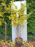 Parrotia persica 'Bella', Overige soorten, Lente, 250 tot 400 cm, Ophalen