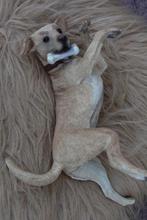 Labrador blond van kunststof - polystone blonde Labrador, Huis en Inrichting, Verzenden, Nieuw