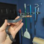 Drymarchon Couperi babies snakes for sale, Dieren en Toebehoren, Reptielen en Amfibieën, Slang, Tam, 0 tot 2 jaar