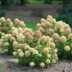 Hortensia - Tuinplanten -  Hortensia - KOOPJE POTMAAT 23, Vaste plant, Halfschaduw, Zomer, Ophalen