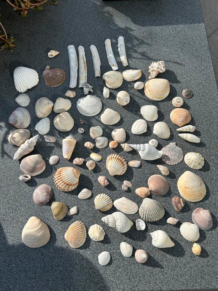 400 gram verschillende soorten SCHELPEN, Verzamelen, Mineralen en Fossielen, Schelp(en), Ophalen of Verzenden