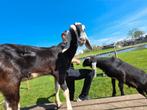 Nubische geiten, Dieren en Toebehoren, Schapen, Geiten en Varkens, Meerdere dieren, Geit