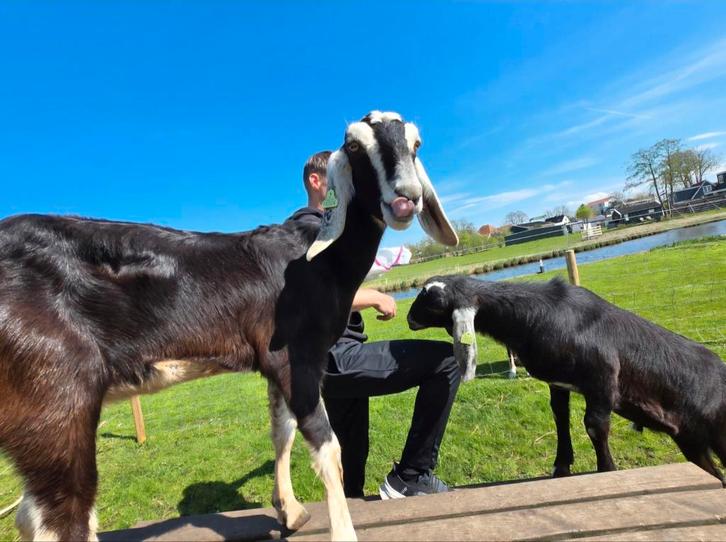 Nubische geiten, Dieren en Toebehoren, Schapen, Geiten en Varkens, Geit, Meerdere dieren
