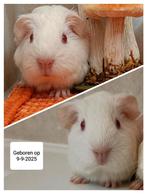 Twee witte baby cavia zusjes, September, Vrouwelijk, Cavia