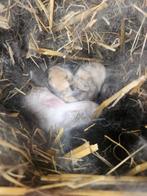 Nestje Dwergkonijnen, Dieren en Toebehoren, Konijnen, Meerdere dieren, Dwerg