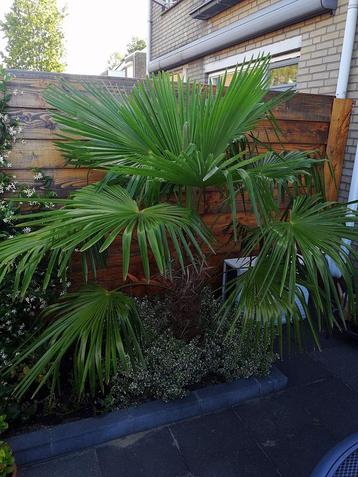 Palmboom tuin (2 meter hoog) beschikbaar voor biedingen