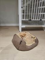 Pomeriaan pup 8 weken oud, CDV (hondenziekte), 8 tot 15 weken, Teef, Eén hond