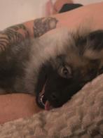 Wolfskeeshond  pup zoekt goud mandje, Dieren en Toebehoren, Honden | Niet-rashonden, 15 weken tot 1 jaar, Reu, Eén hond, Middel