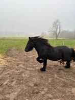 zonder tuig  fell pony paard kinderpony menpony, Ophalen, Nieuw, Dressuur
