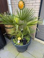 Palm in pot, Volle zon, Vaste plant, Bloeit niet, Ophalen