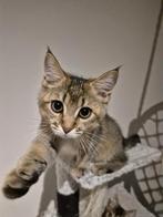Kitten mix van mainecoon en brits korthaar, Dieren en Toebehoren, Katten en Kittens | Raskatten | Korthaar, Poes, Ontwormd, 0 tot 2 jaar
